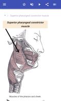 Muscular system اسکرین شاٹ 1