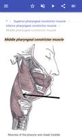 Muscular system اسکرین شاٹ 3