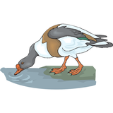 Duck icon