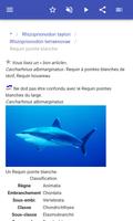 Sharks capture d'écran 3