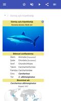 Köpekbalıkları Ekran Görüntüsü 1