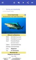 Köpekbalıkları Ekran Görüntüsü 2