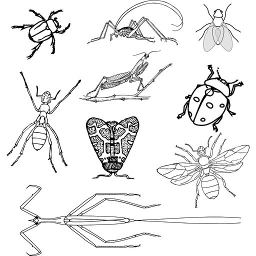 Genera von Insekten