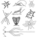 Genera of insect