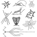 Genera of insect