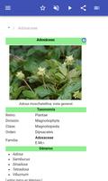 Familias de plantas captura de pantalla 1