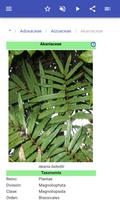 Familias de plantas captura de pantalla 3