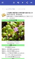 植物の家族 スクリーンショット 2