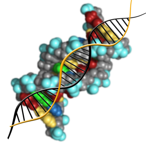 分子遺伝学