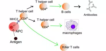 Immune system