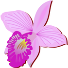 Orchids icon