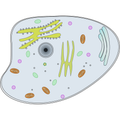 proces biologiczny