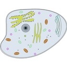 Processus biologique icône