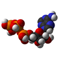 Metabolisme