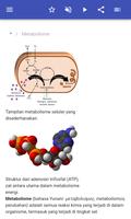 Metabolisme screenshot 1