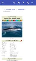 Cetaceans اسکرین شاٹ 3