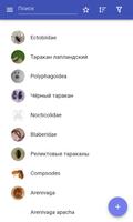 Тараканы постер