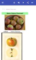 Varieties of apples تصوير الشاشة 1
