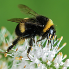Bumblebees icono