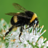 Bumblebees icon
