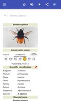 Bumblebees captura de pantalla 1