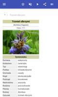trzmiele screenshot 1