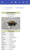 trzmiele screenshot 3
