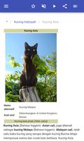 Baka kucing syot layar 2