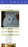 Kedi ırkları Ekran Görüntüsü 1