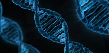 Human Genes