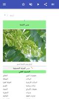 أشجار الزينة تصوير الشاشة 1