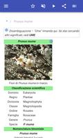 1 Schermata Alberi ornamentali