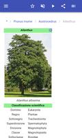 3 Schermata Alberi ornamentali