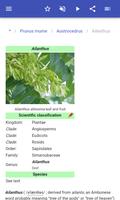 Ornamental trees اسکرین شاٹ 3