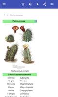 1 Schermata Cactus