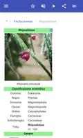 2 Schermata Cactus