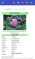 Las variedades de rosas captura de pantalla 2