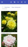 Las variedades de rosas captura de pantalla 3