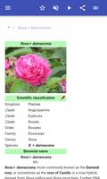 Varieties of roses Ekran Görüntüsü 1