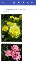 برنامه‌نما Varieties of roses عکس از صفحه