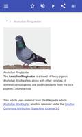 1 Schermata Breeds of pigeons