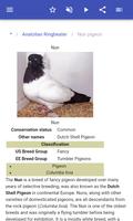 Breeds of pigeons screenshot 2