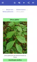 Baixar As árvores APK