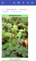 Cây cỏ làm thuốc ảnh chụp màn hình 3
