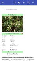 Medicinal herbs screenshot 1