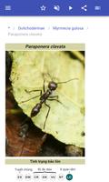 Ants ảnh chụp màn hình 3