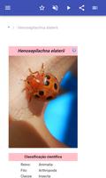 As pragas de insectos imagem de tela 1