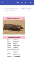 As pragas de insectos imagem de tela 3