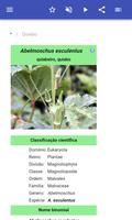Legumes imagem de tela 1