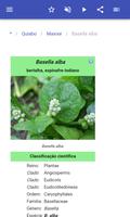Legumes imagem de tela 3
